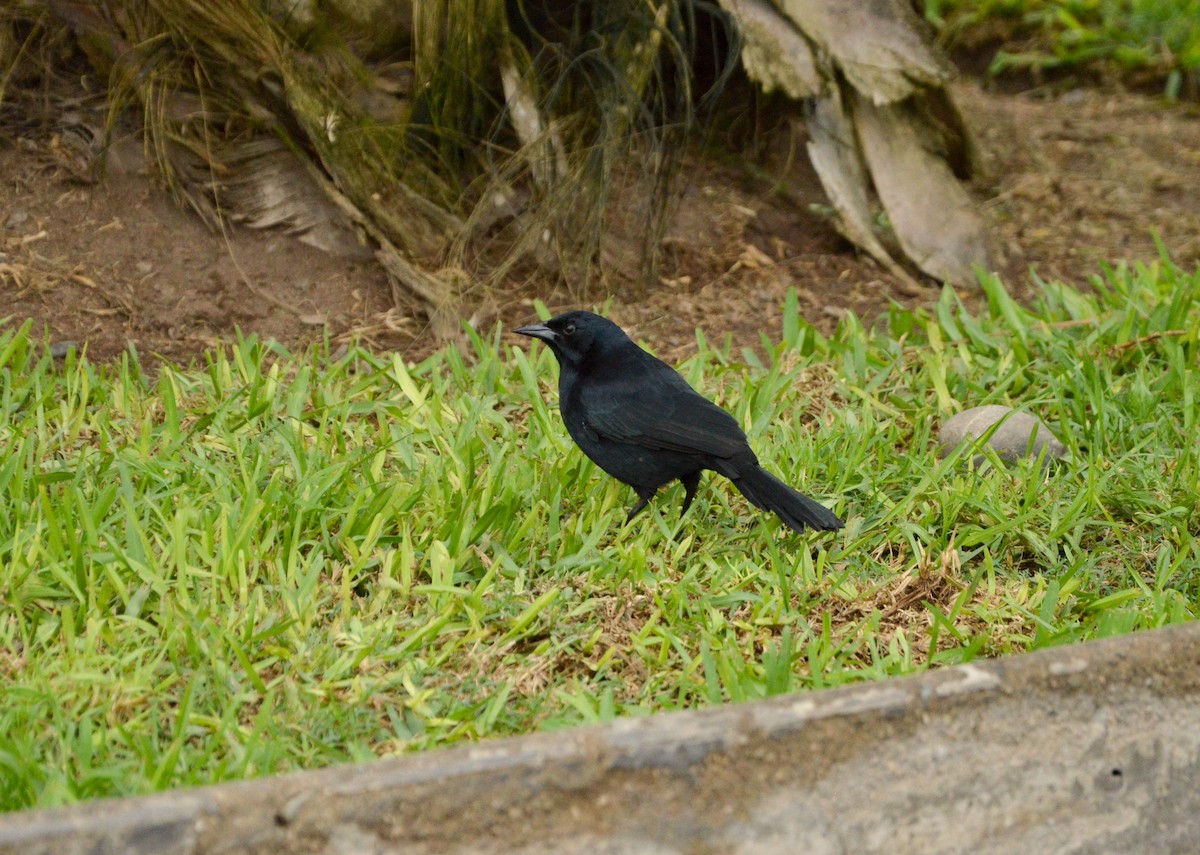 Scrub Blackbird - ML638820330
