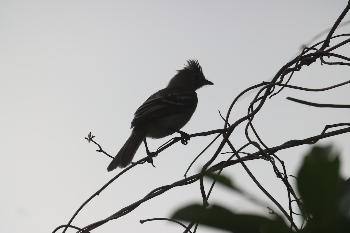 Yellow-bellied Elaenia - ML638820333