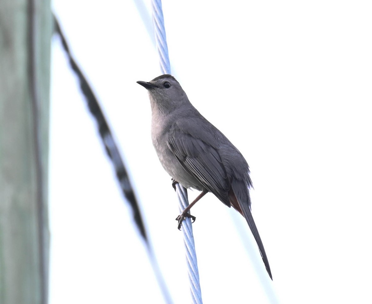 Gray Catbird - ML638820342