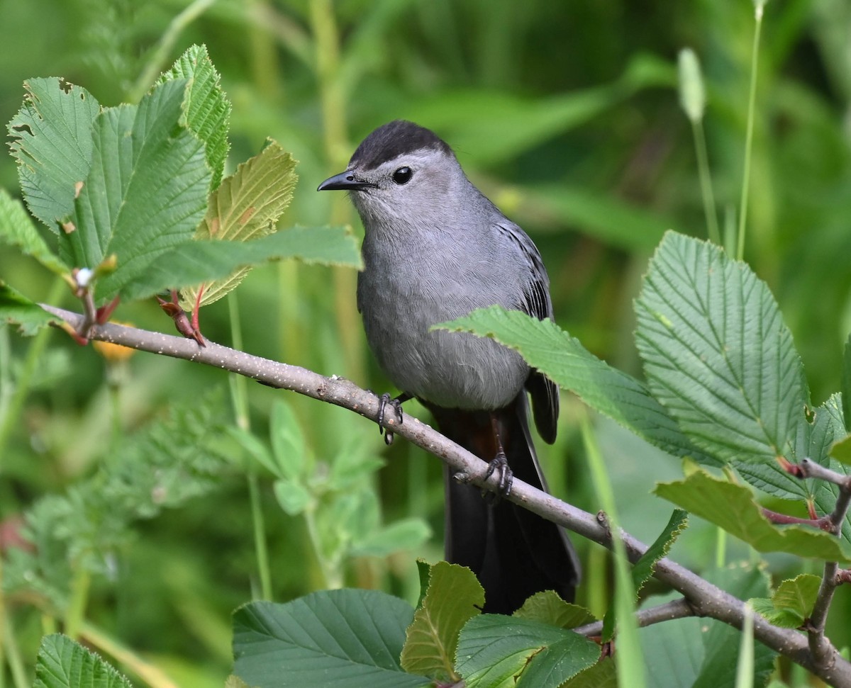 Gray Catbird - ML638820343