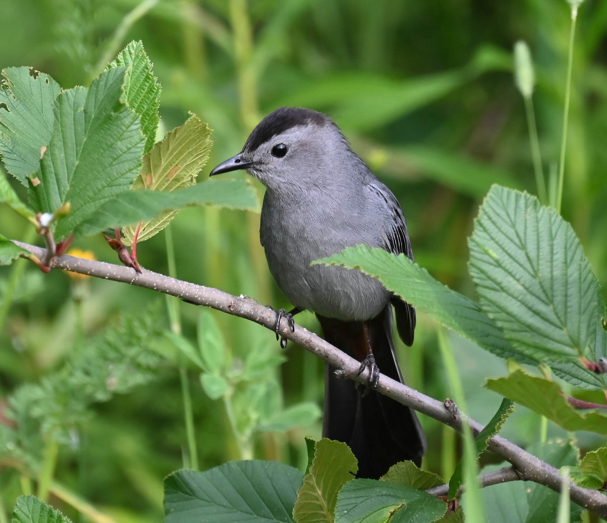 Gray Catbird - ML638820344