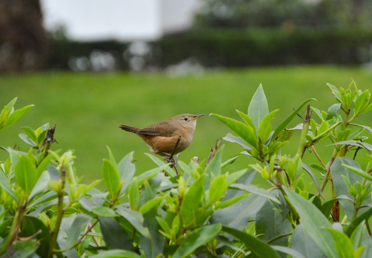 Southern House Wren - ML638820370