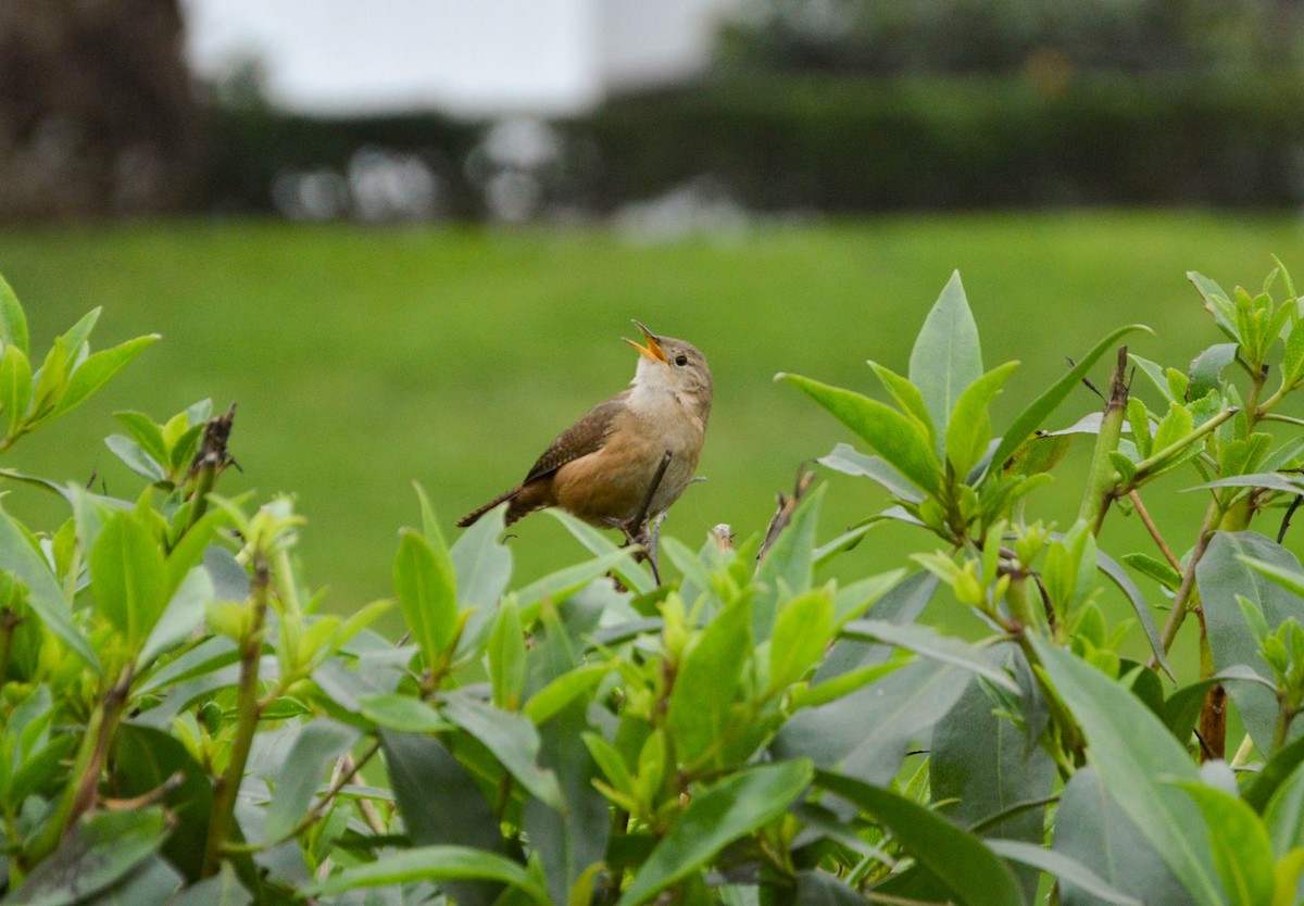 Southern House Wren - ML638820371