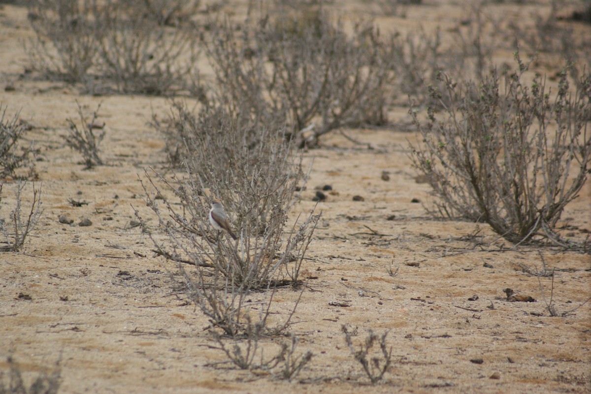 Rufous-naped Ground-Tyrant - ML638820372