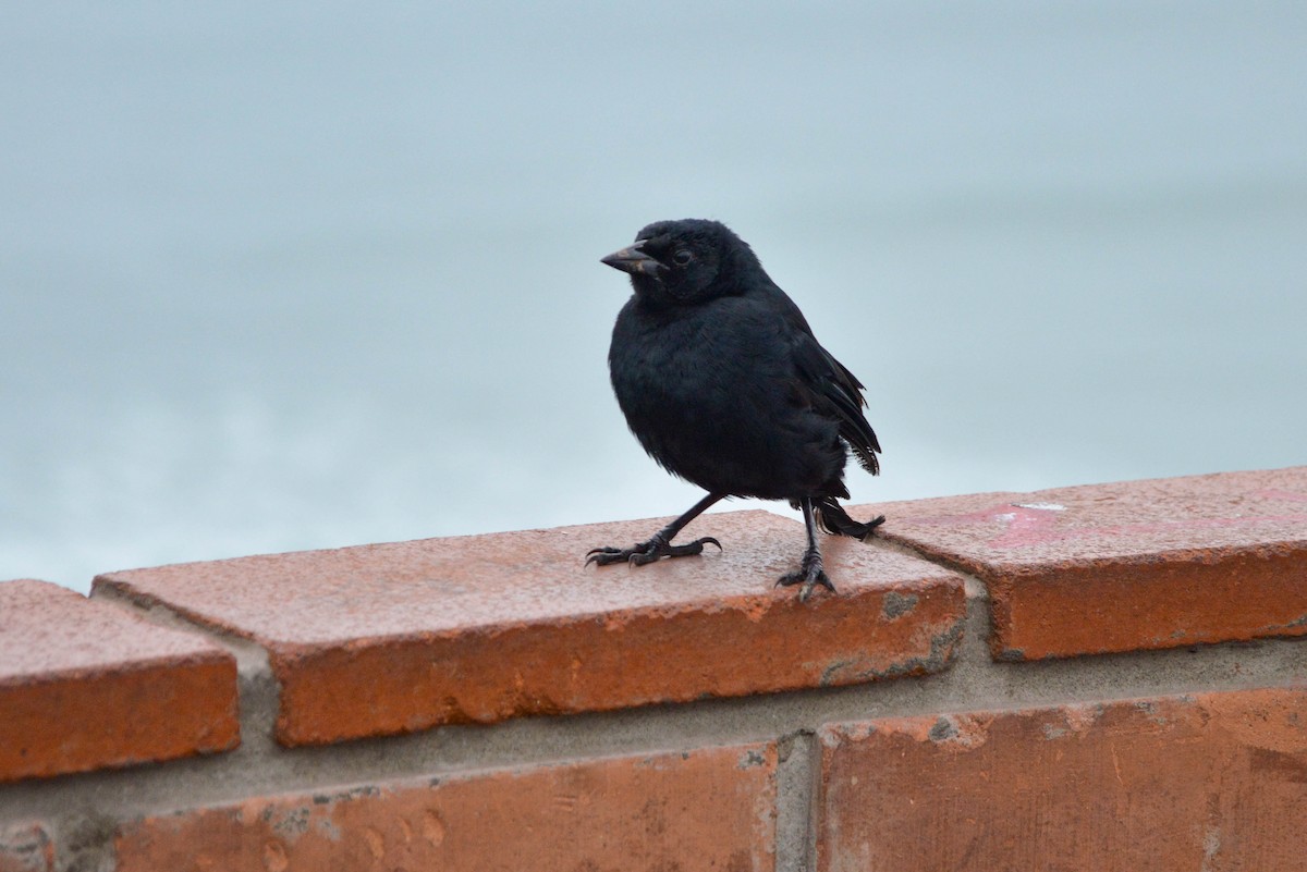 Scrub Blackbird - ML638820374