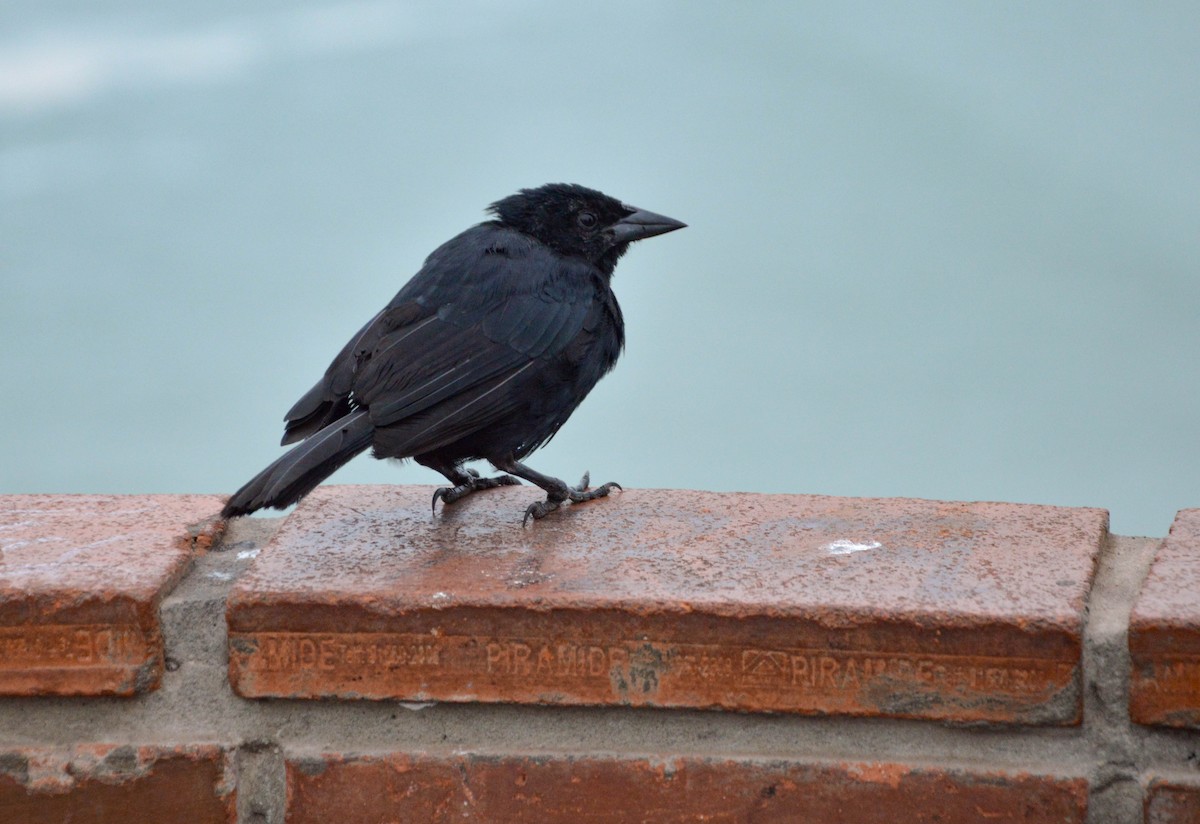 Scrub Blackbird - ML638820375