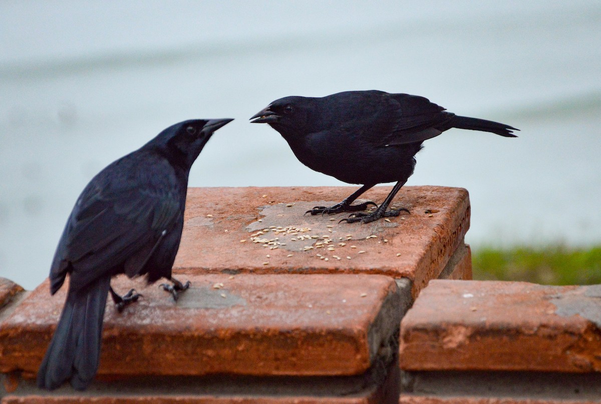 Scrub Blackbird - ML638820376