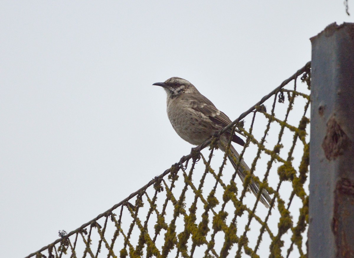 Long-tailed Mockingbird - ML638820383