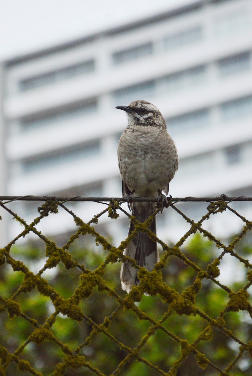 Long-tailed Mockingbird - ML638820384