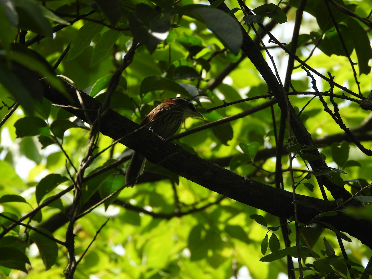 Streak-breasted Scimitar-Babbler - ML638820386