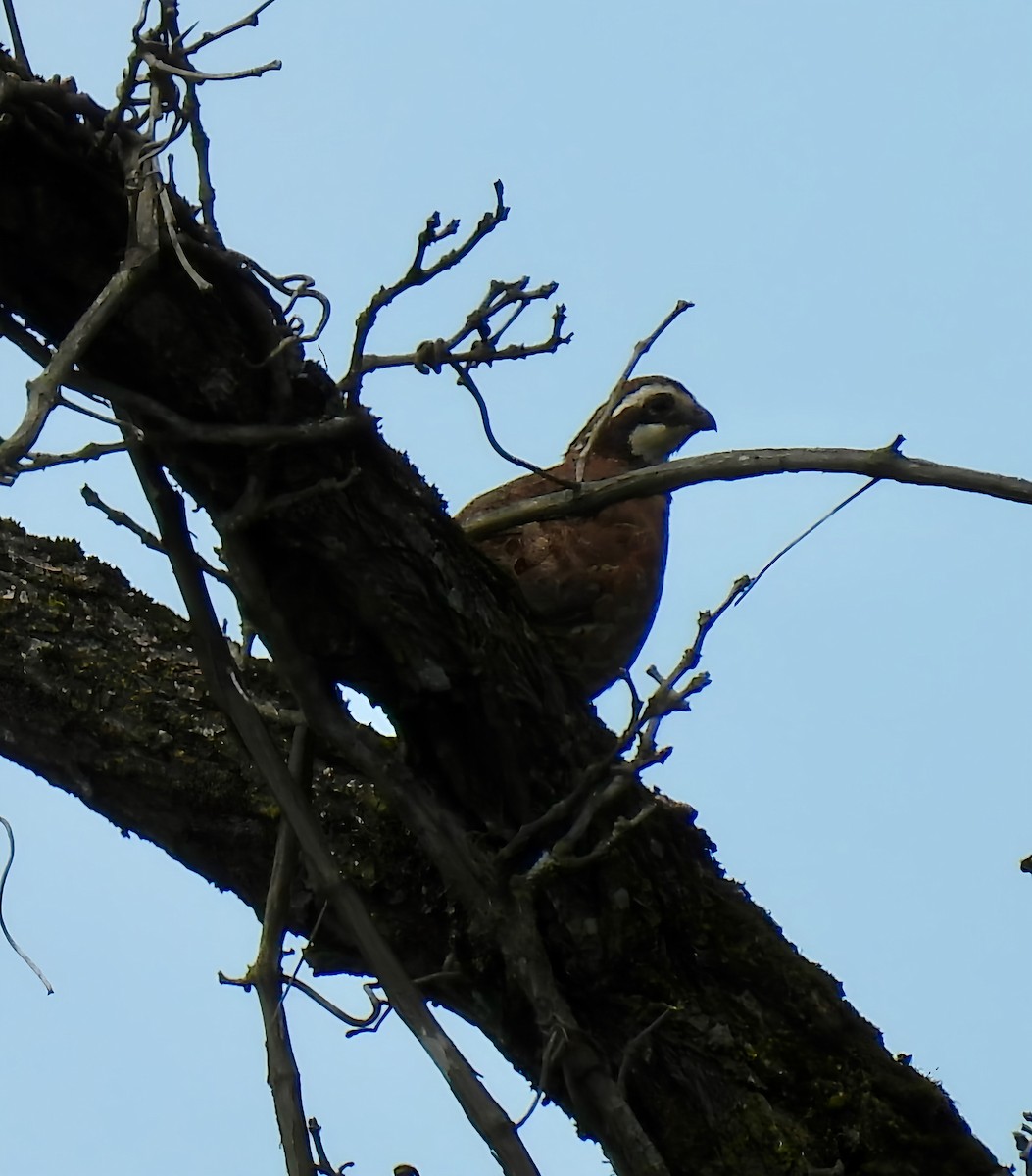 křepel virginský - ML638820445