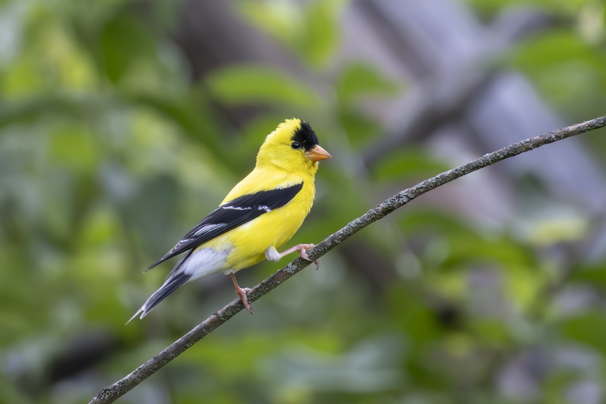 American Goldfinch - ML638820453