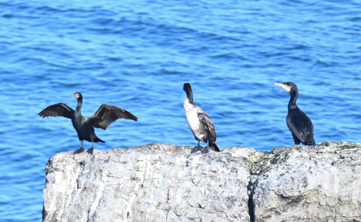 Cormoran à aigrettes - ML638820457