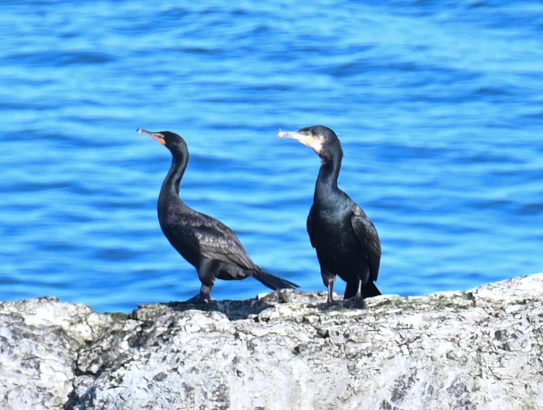 Cormoran à aigrettes - ML638820459