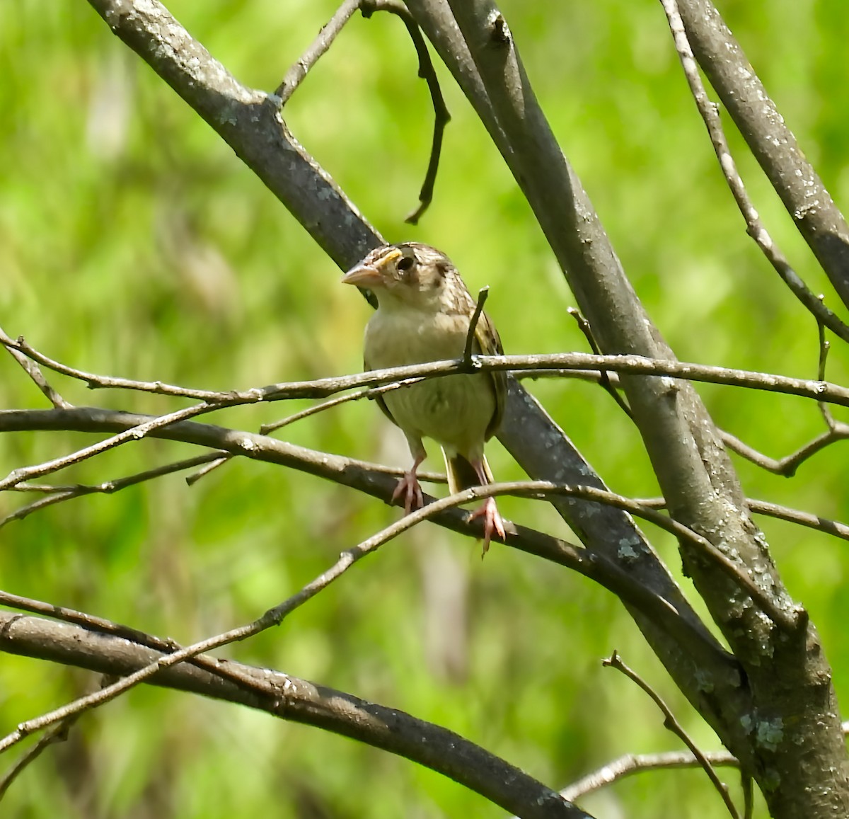 Grasshopper Sparrow - ML638820466
