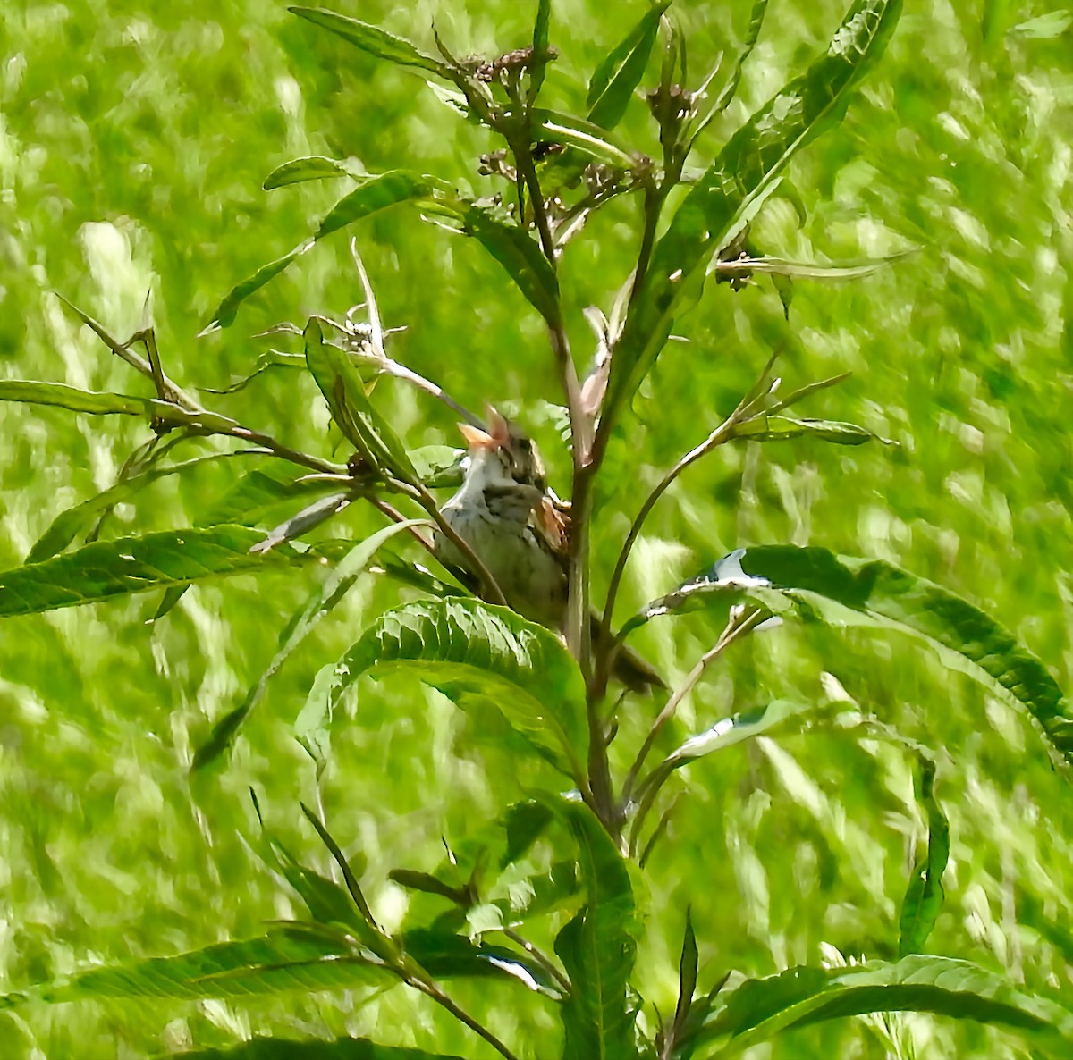 Henslow's Sparrow - ML638820468