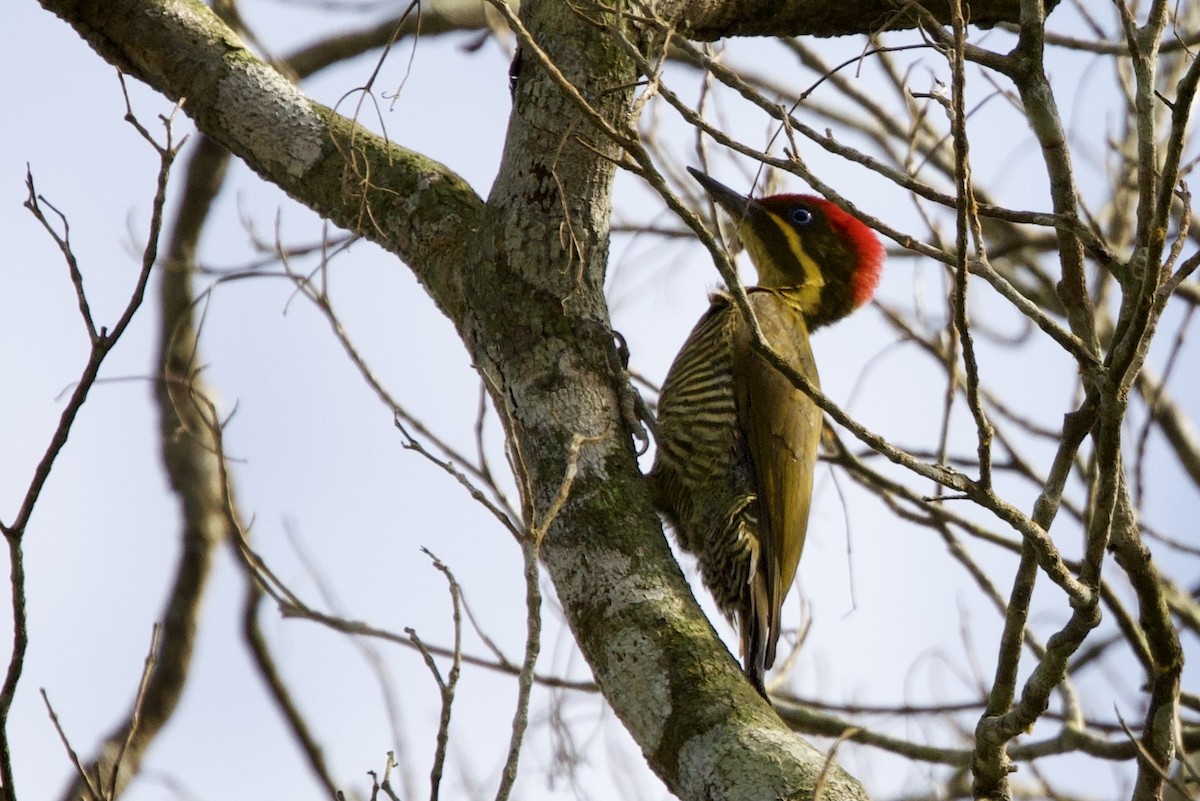 Golden-green Woodpecker - ML638820472