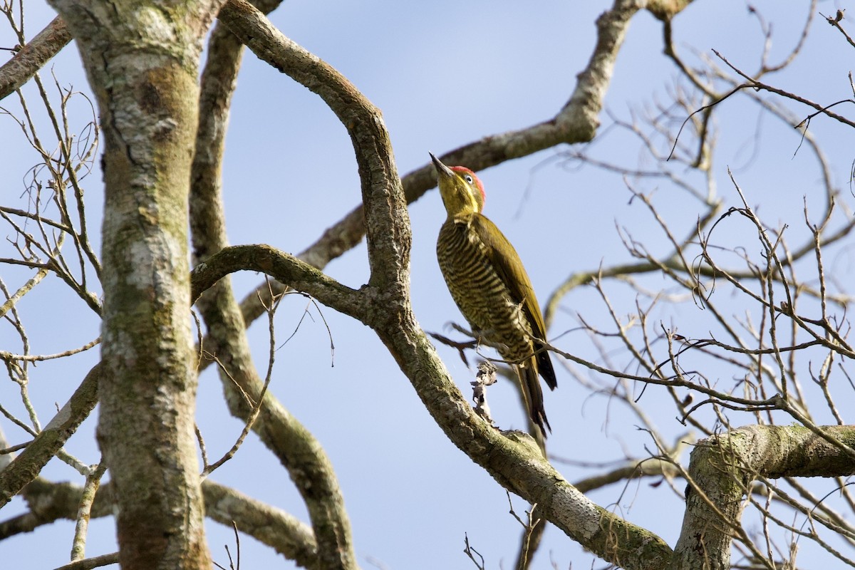 Golden-green Woodpecker - ML638820473