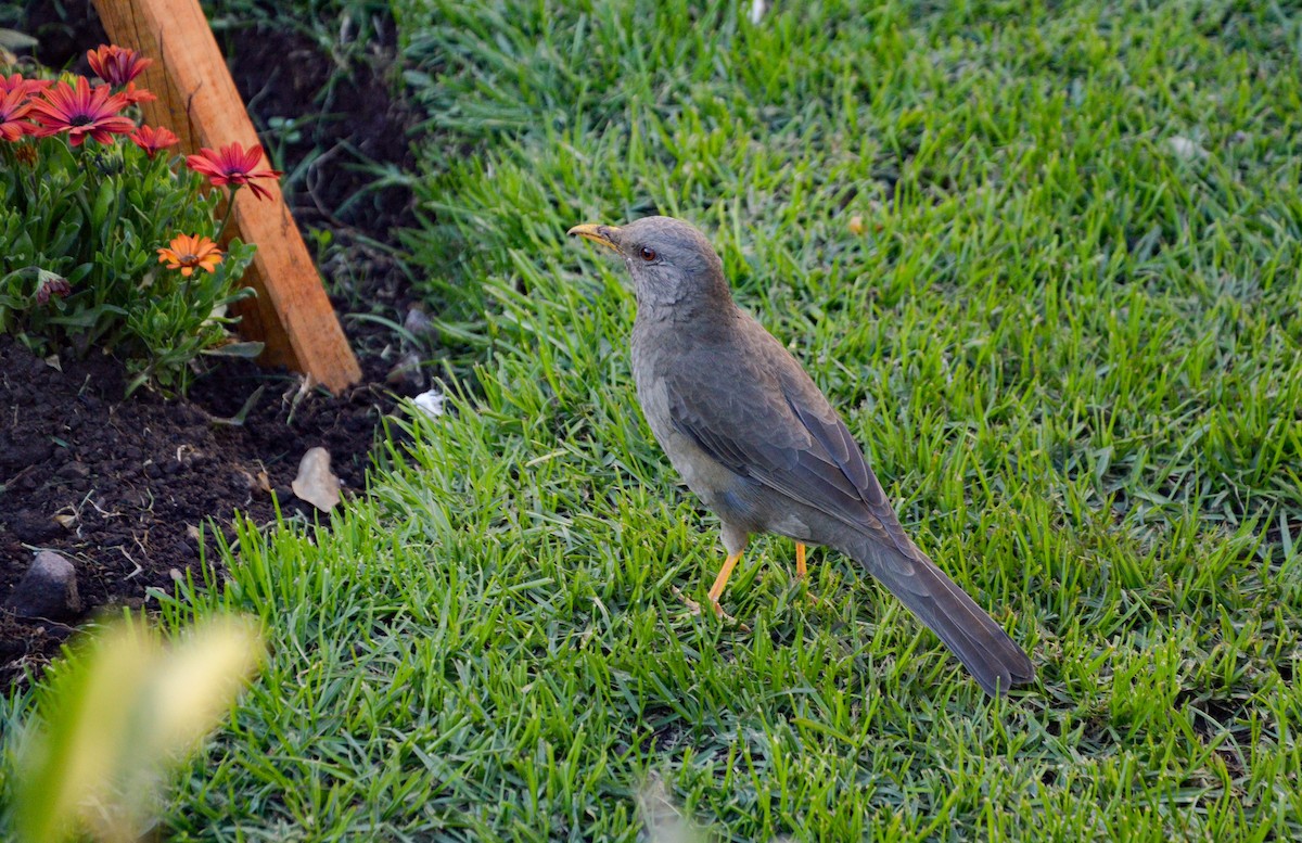 Chiguanco Thrush - ML638820476