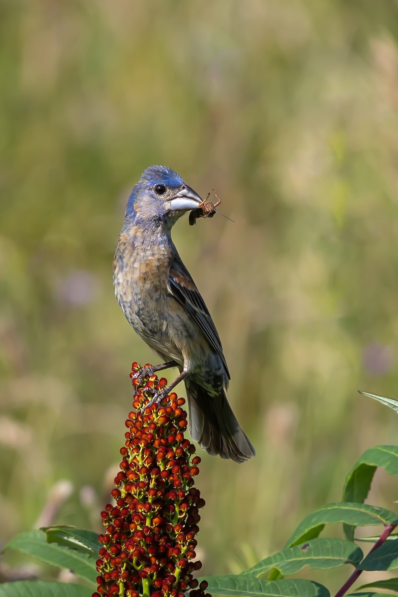 Blue Grosbeak - ML638820479