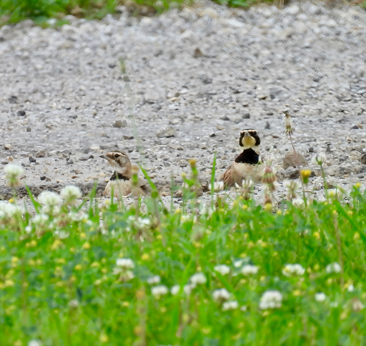 Alouette hausse-col - ML638820490