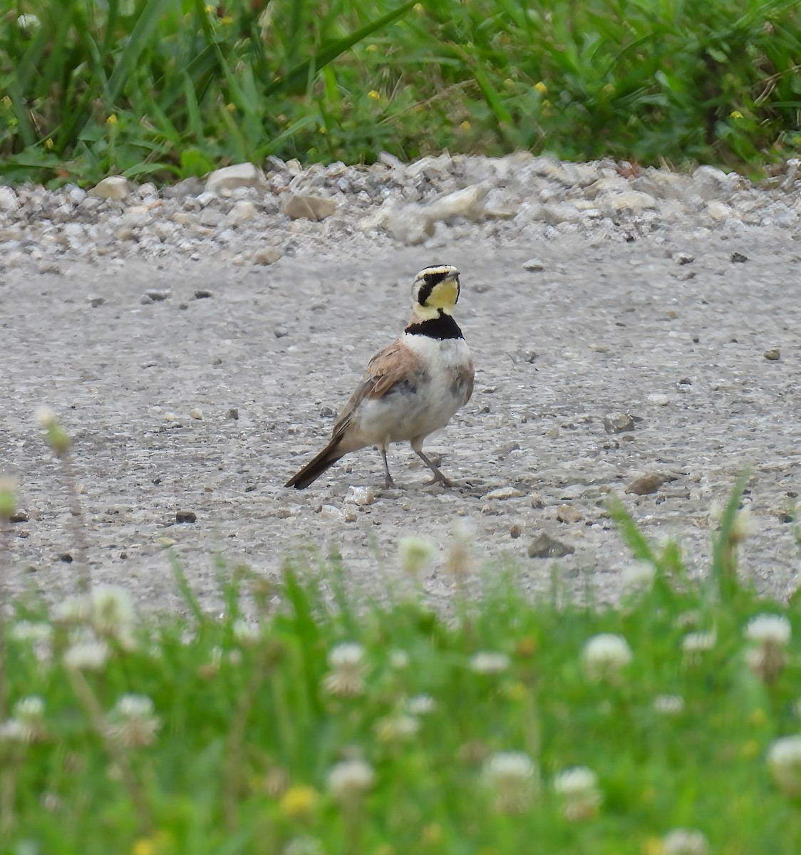 Alouette hausse-col - ML638820491