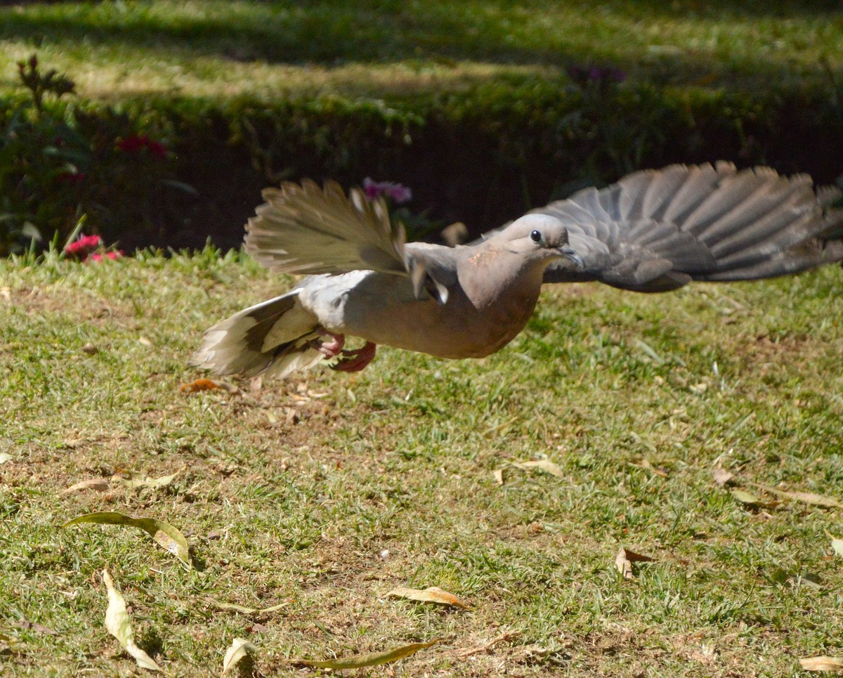 Eared Dove - ML638820502