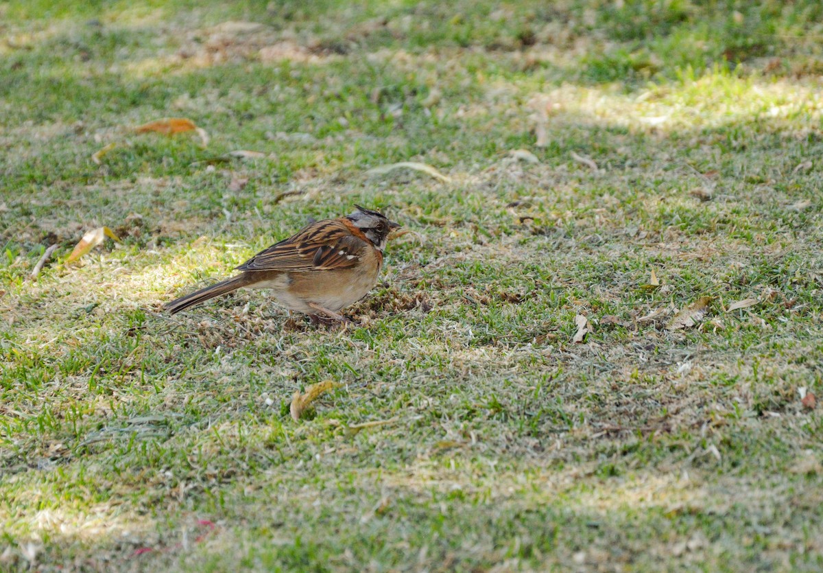 Rufous-collared Sparrow - ML638820507