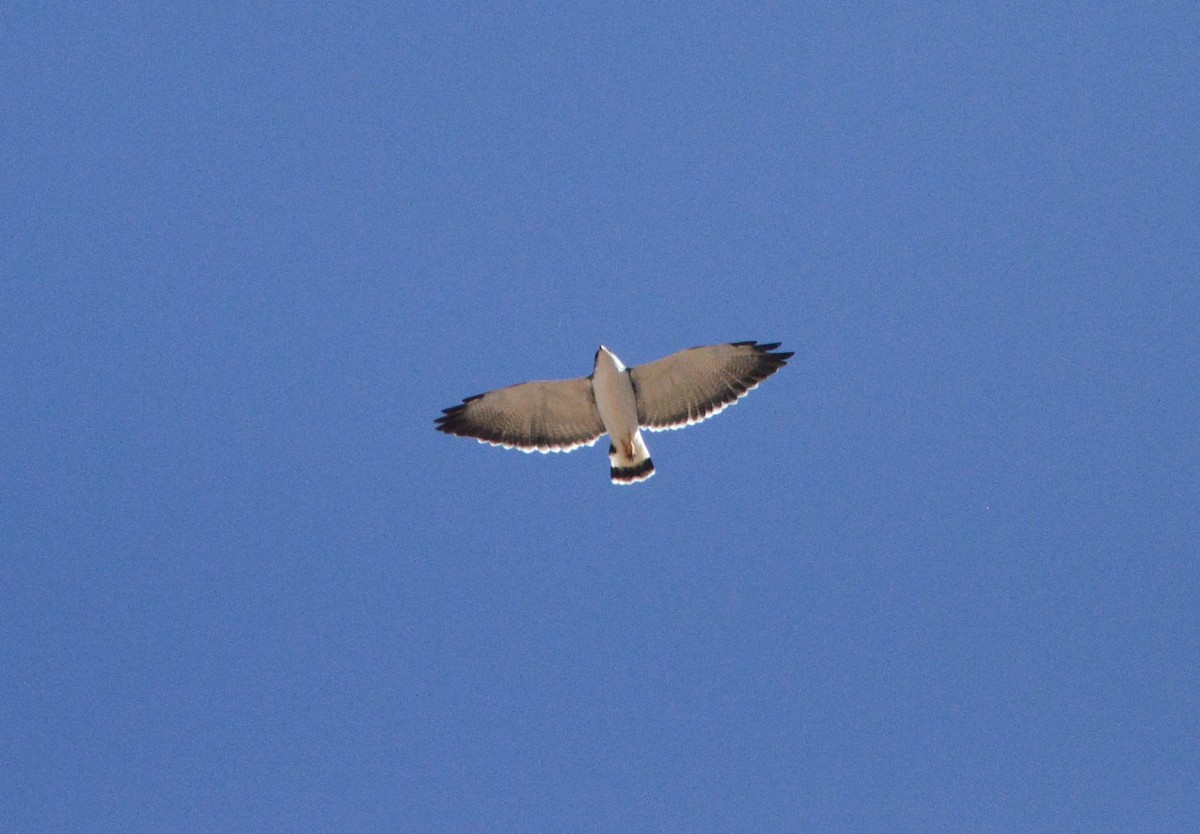 Variable Hawk - ML638820550