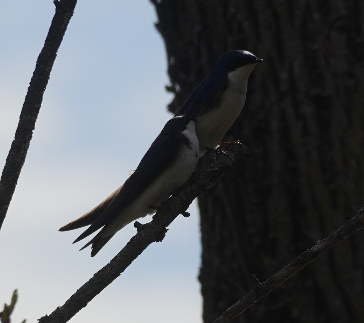 Tree Swallow - ML638820568