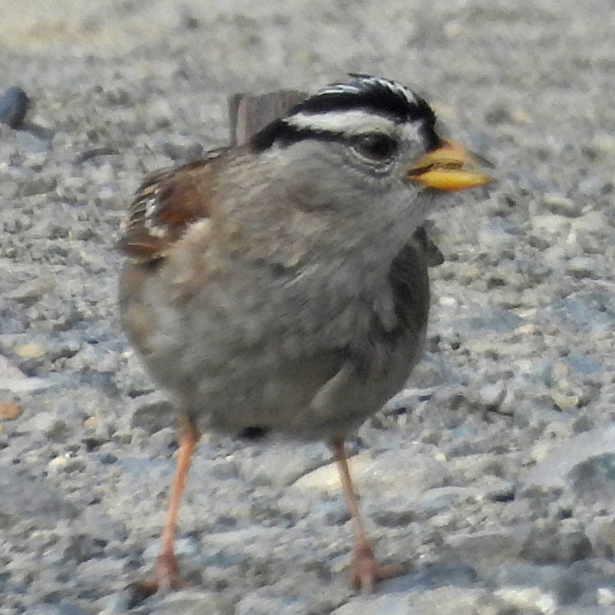 White-crowned Sparrow (Yellow-billed) - ML638820599