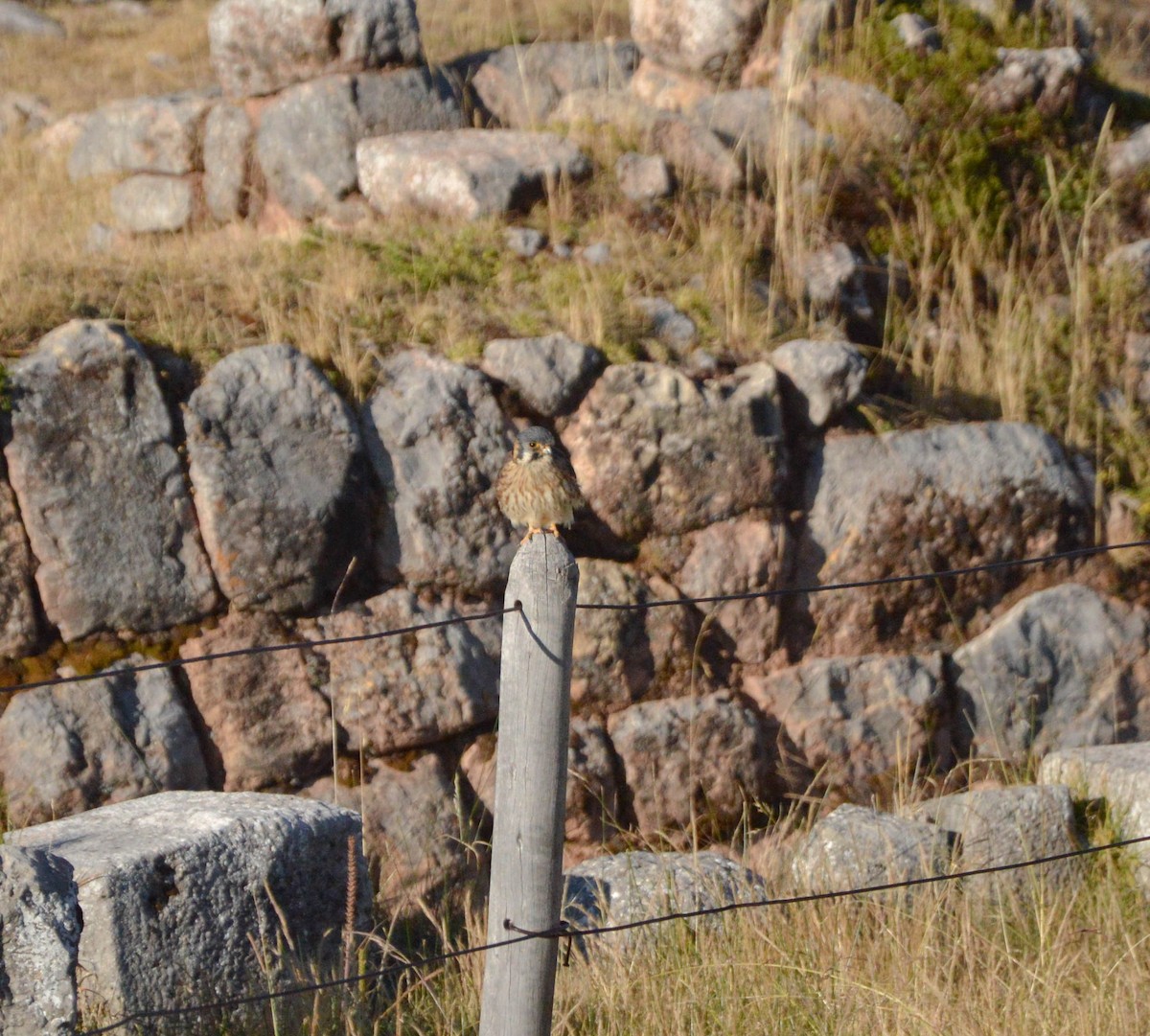 American Kestrel - ML638820609