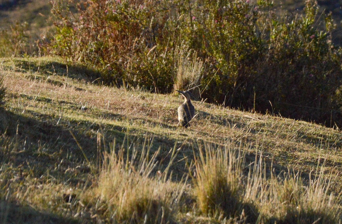 Andean Flicker - ML638820614