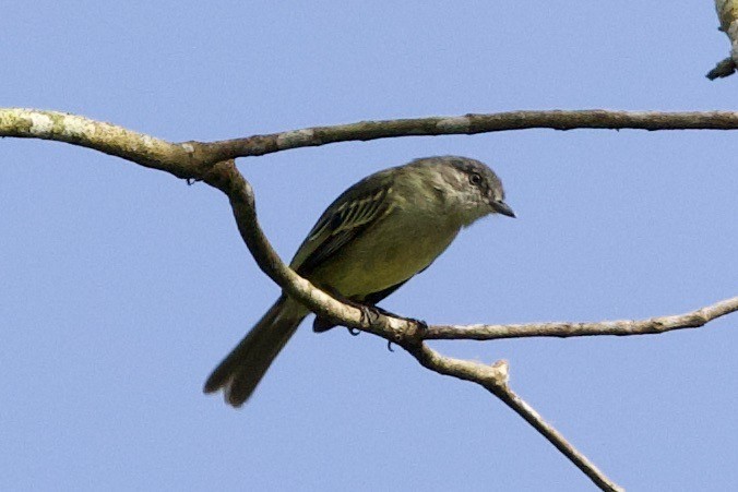 Guianan Tyrannulet - ML638820632