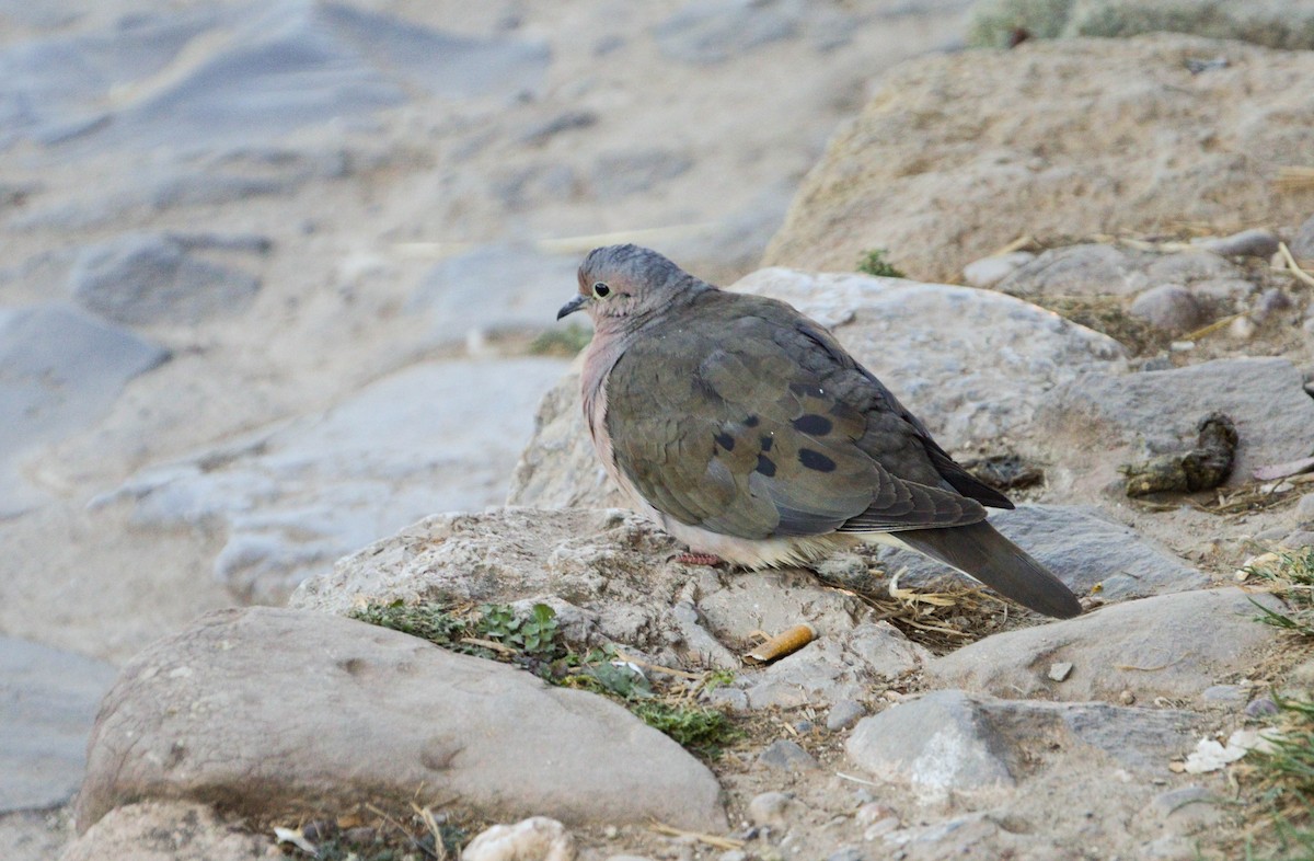 Eared Dove - ML638820660
