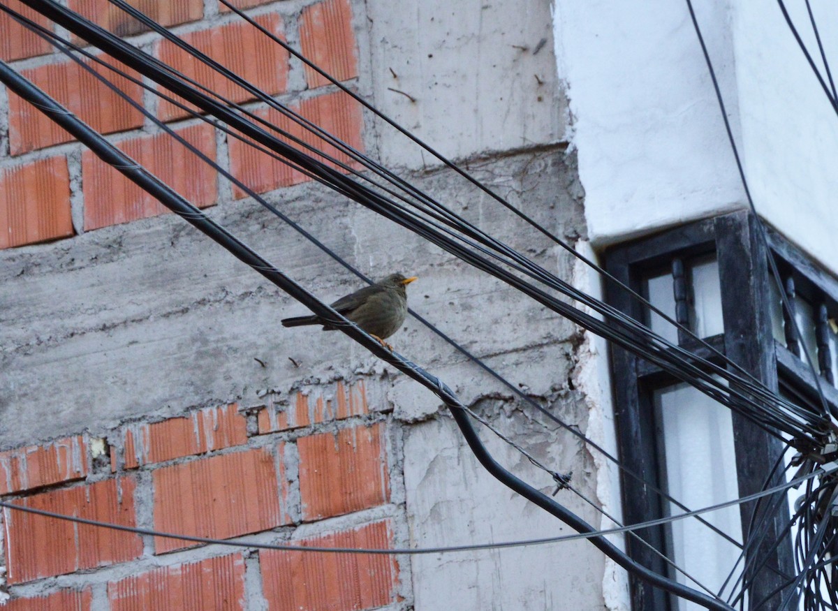 Chiguanco Thrush - ML638820661