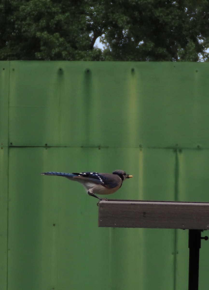 Blue Jay - ML638820696