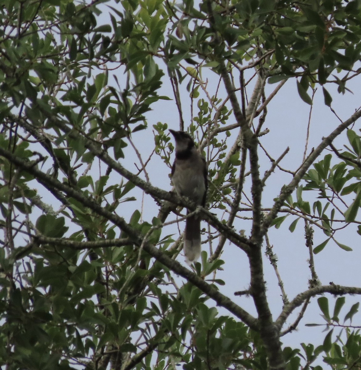 Blue Jay - ML638820697