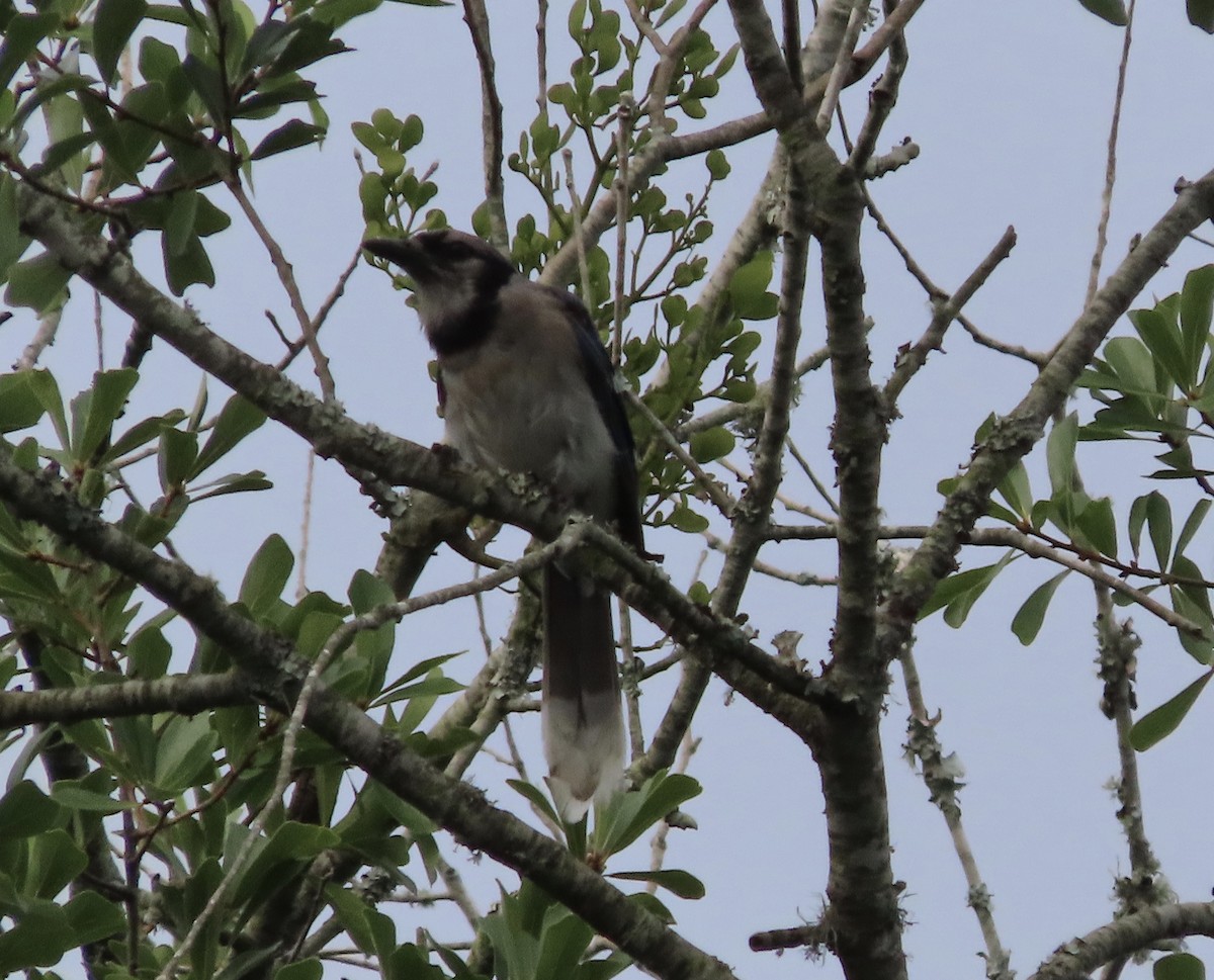Blue Jay - ML638820698