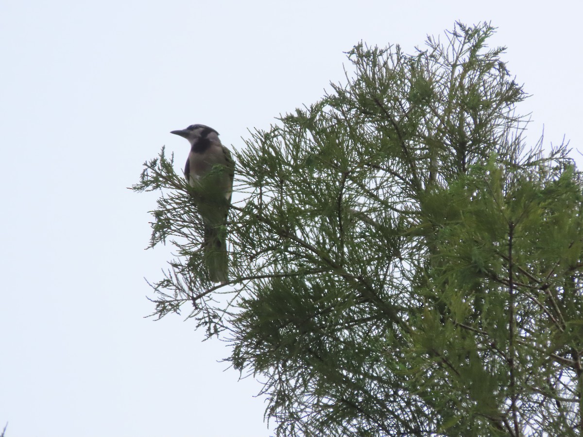 Blue Jay - ML638820700