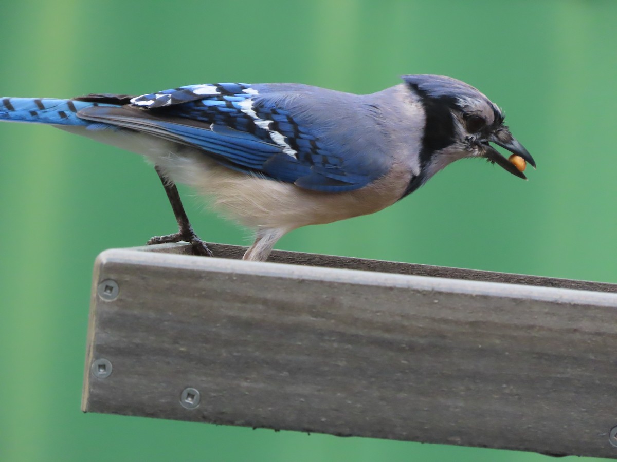 Blue Jay - ML638820701