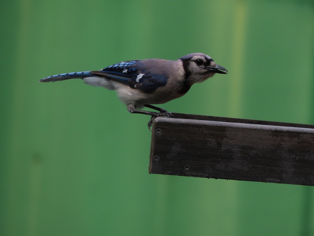 Blue Jay - ML638820702