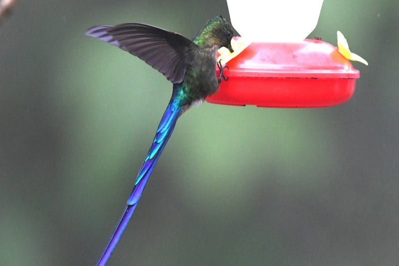 Long-tailed Sylph - ML638820715