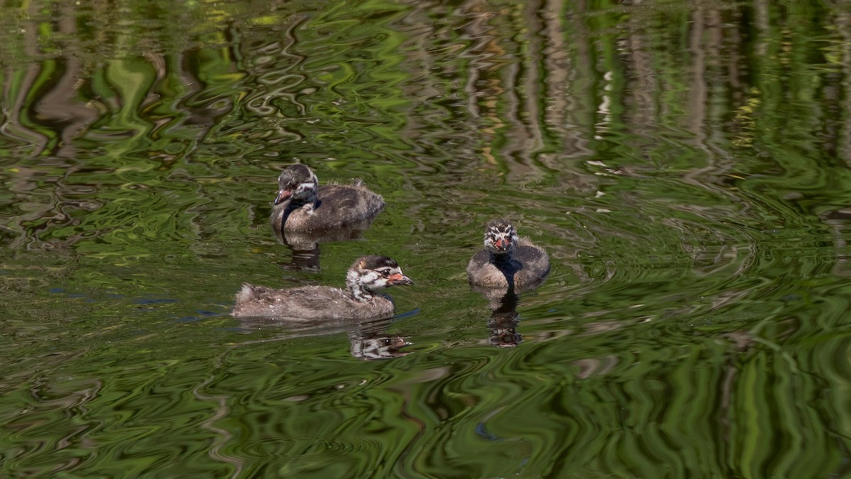 Pied-billed Grebe - ML638820735