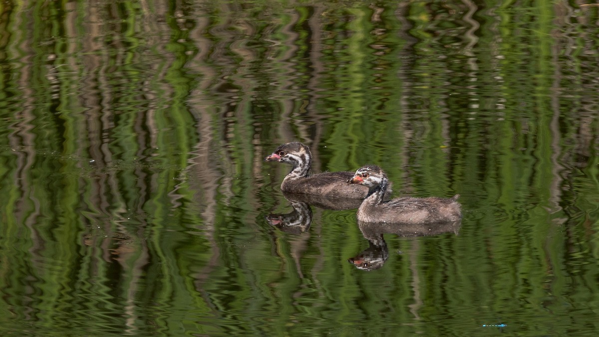 Pied-billed Grebe - ML638820736