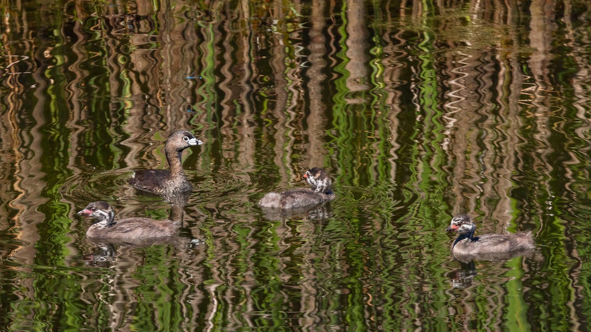Pied-billed Grebe - ML638820737