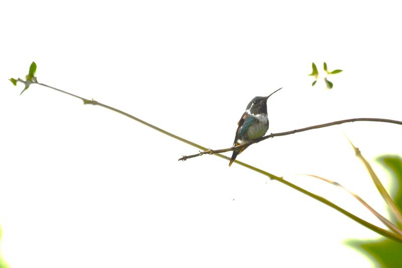 White-bellied Woodstar - ML638820746