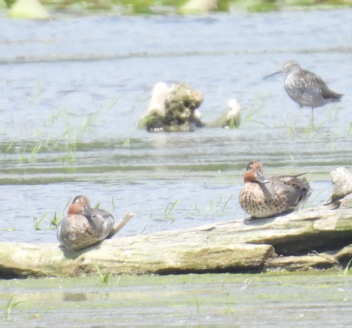 Green-winged Teal - ML638820789