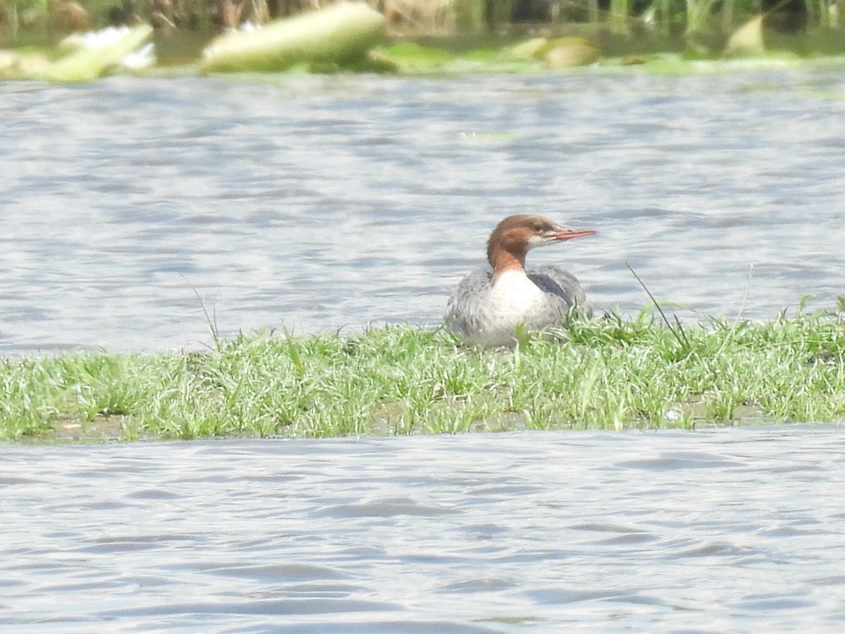 Common Merganser - ML638820807