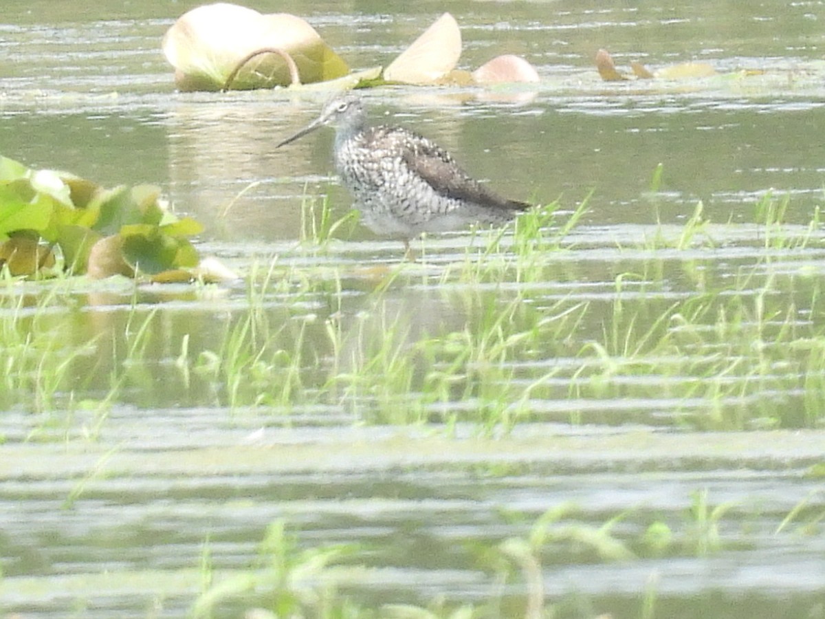 Greater Yellowlegs - ML638820813